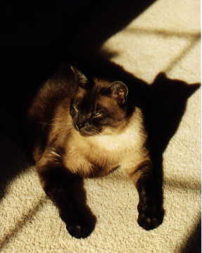 rufus98c.jpg (12219 bytes)